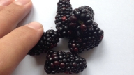 Brombeere01