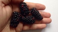 Brombeere02
