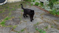 140705037